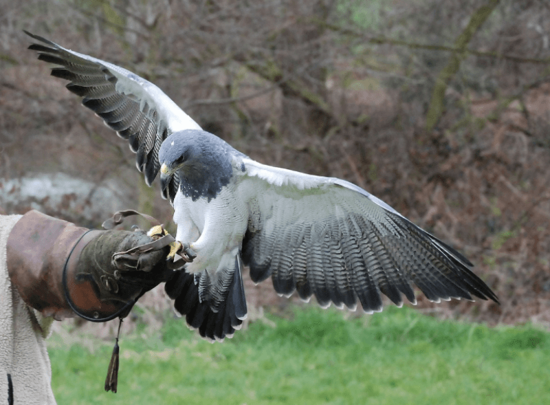 사람에게 훈련 받고 있는 매 사진