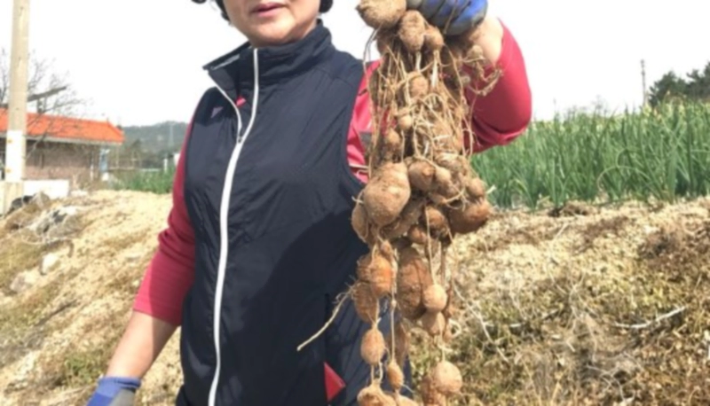 아피오스 재배 및 수확 방법 