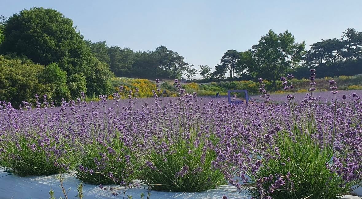 고창청농원 라벤더시즌