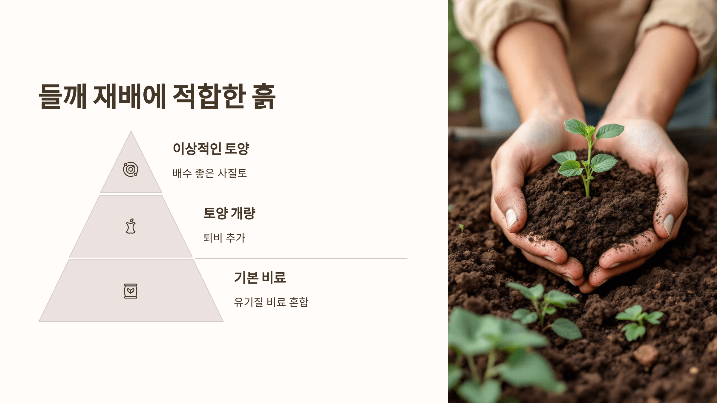 들깨 사진입니다.