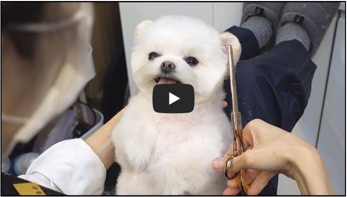 반려동물 유튜버 TOP 10 3