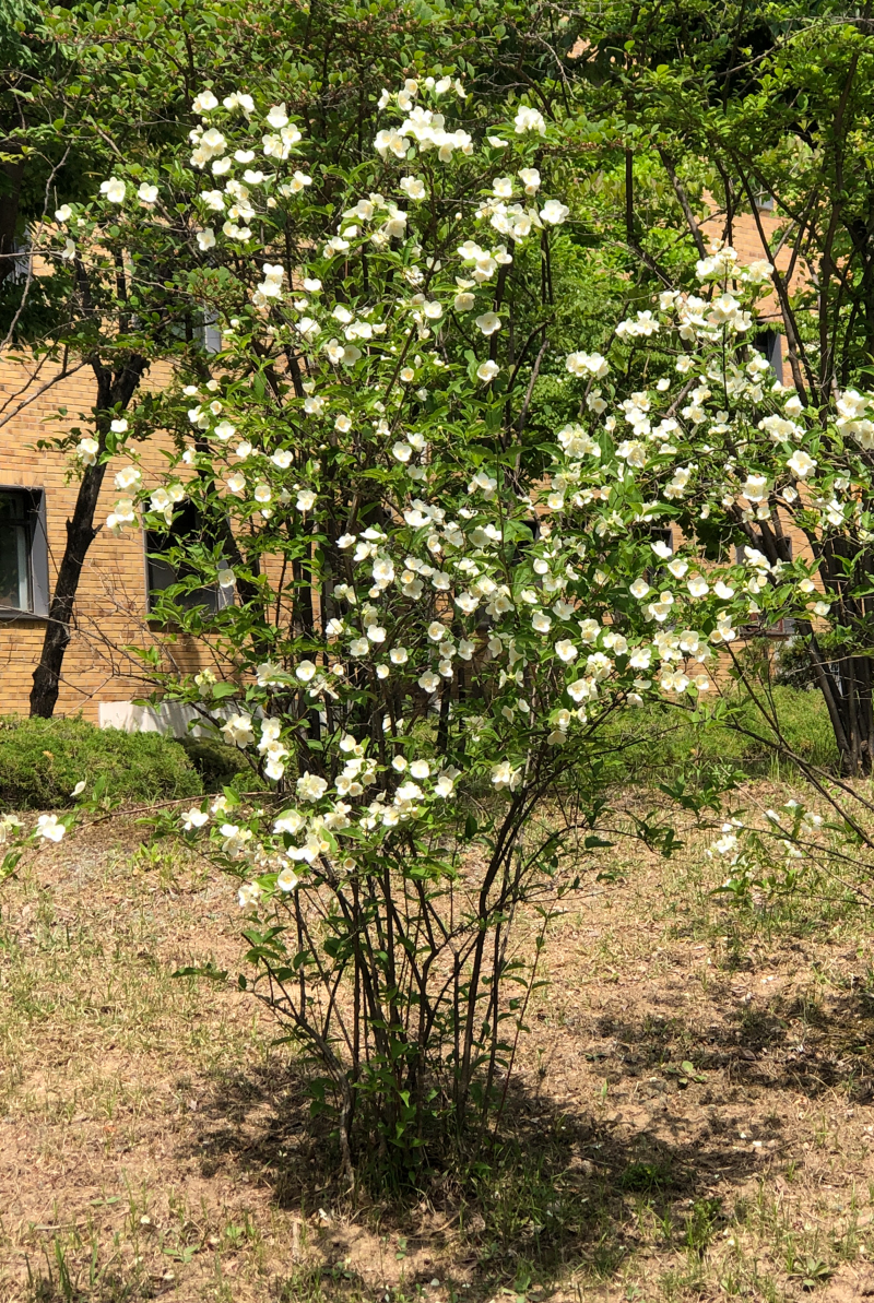 고광나무 수형 2