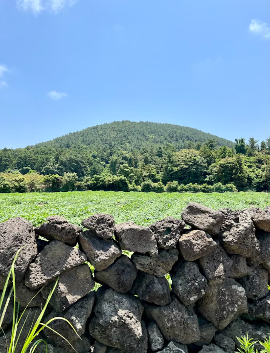 제주도 돌담 풍경