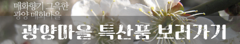 2023년 광양 매화 축제 실시간 CCTV 개화시기 주차장 숙박 정보