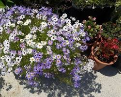 브라키컴 이미지 사진