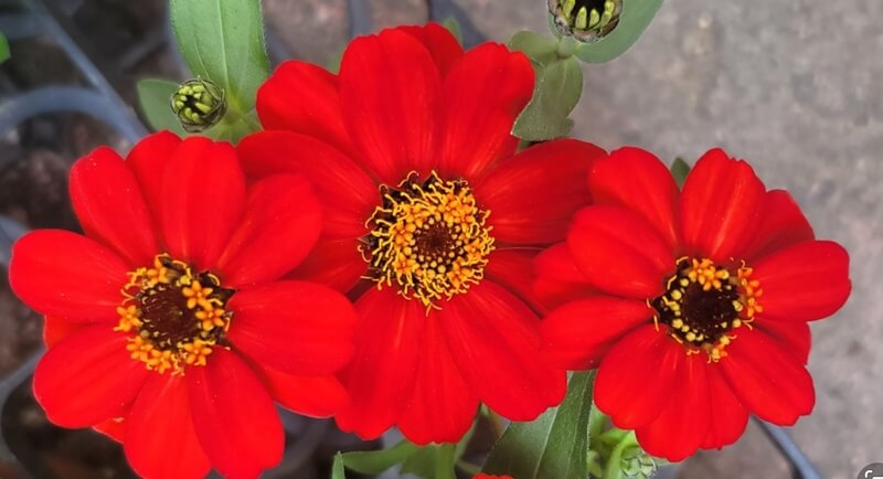 다홍빛의-백일홍-사진