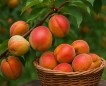 개복숭아효소 효능