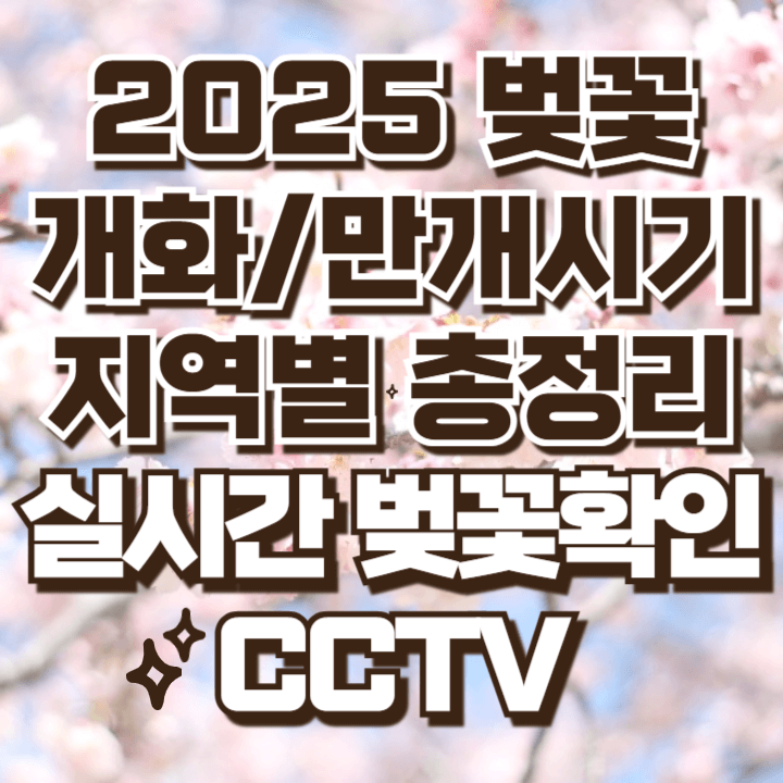 2025 벚꽃 개화시기 만개시기 지역별 총정리 실시간 벚꽃보기