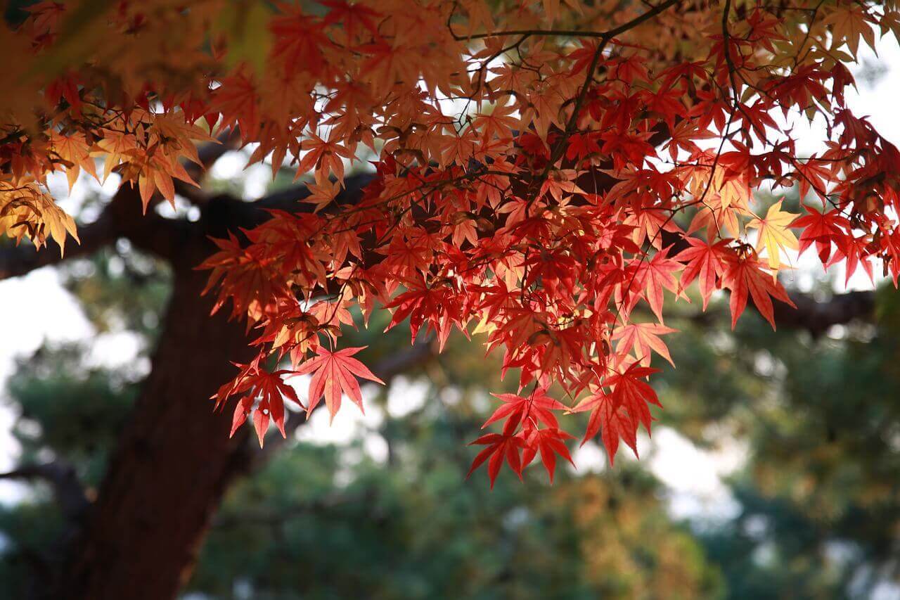 단풍-핀-사진