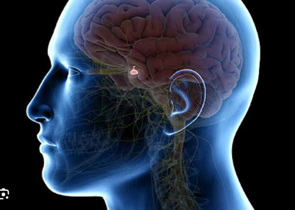 뇌하수체 종양 증상과 치료