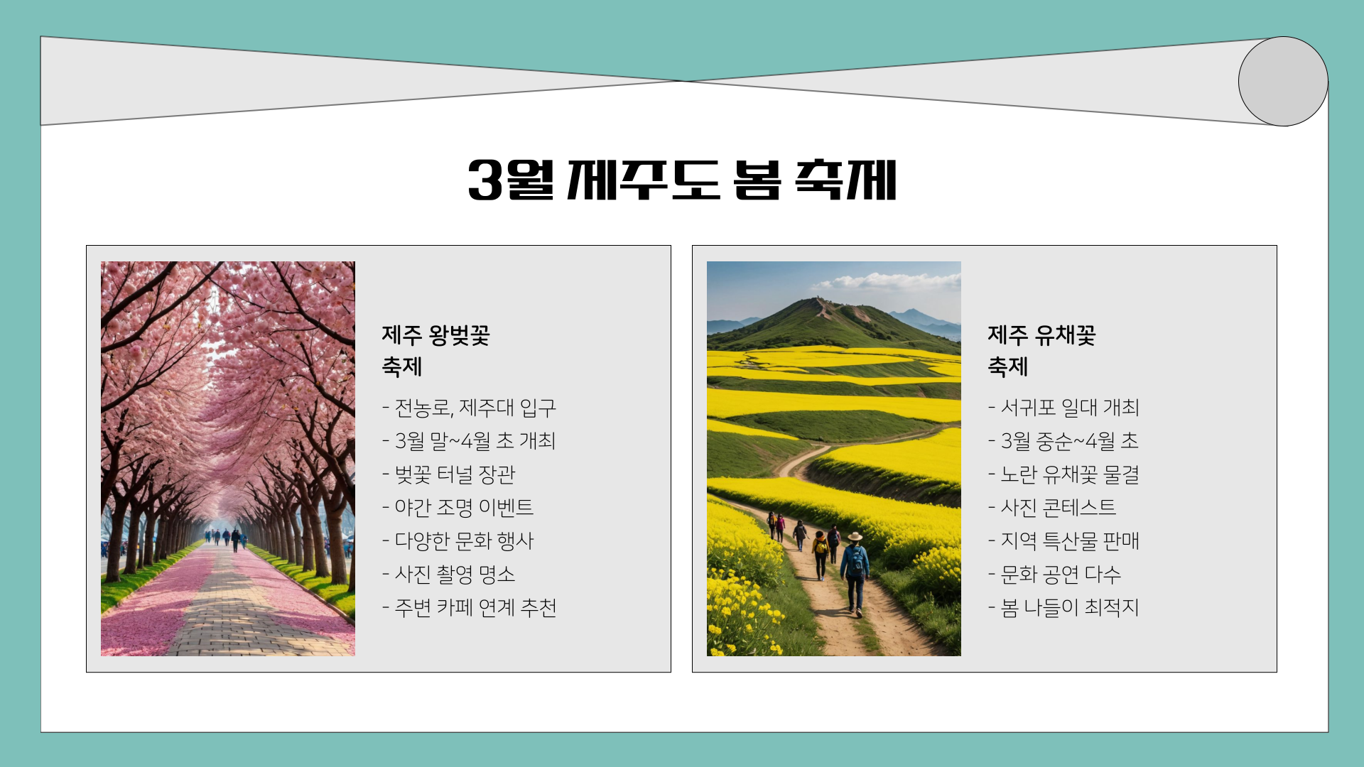 3월 제주도 가볼 만한 곳 10곳! 벚꽃, 유채꽃, 드라이브까지 완벽한 여행