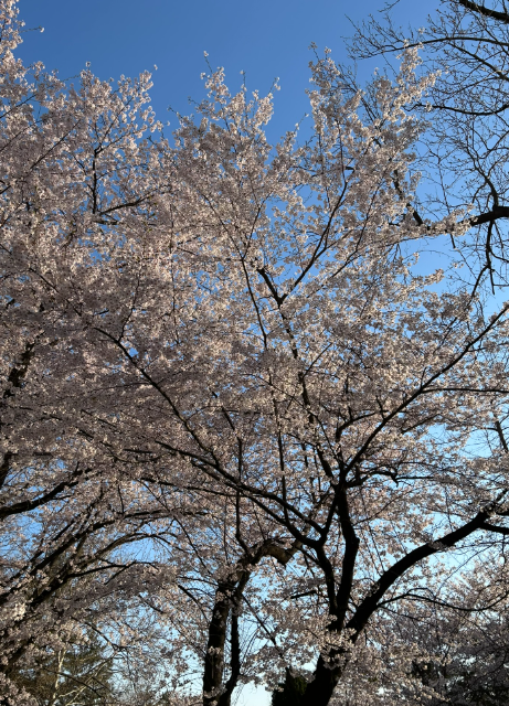 봄철 환절기 아기 비염 및 꽃가루 알레르기 증상 ❘ 코감기와 차이점은?