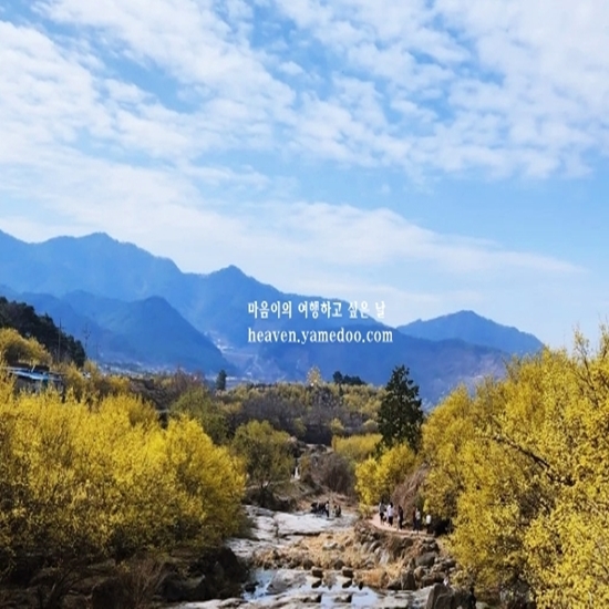 구례 산수유축제