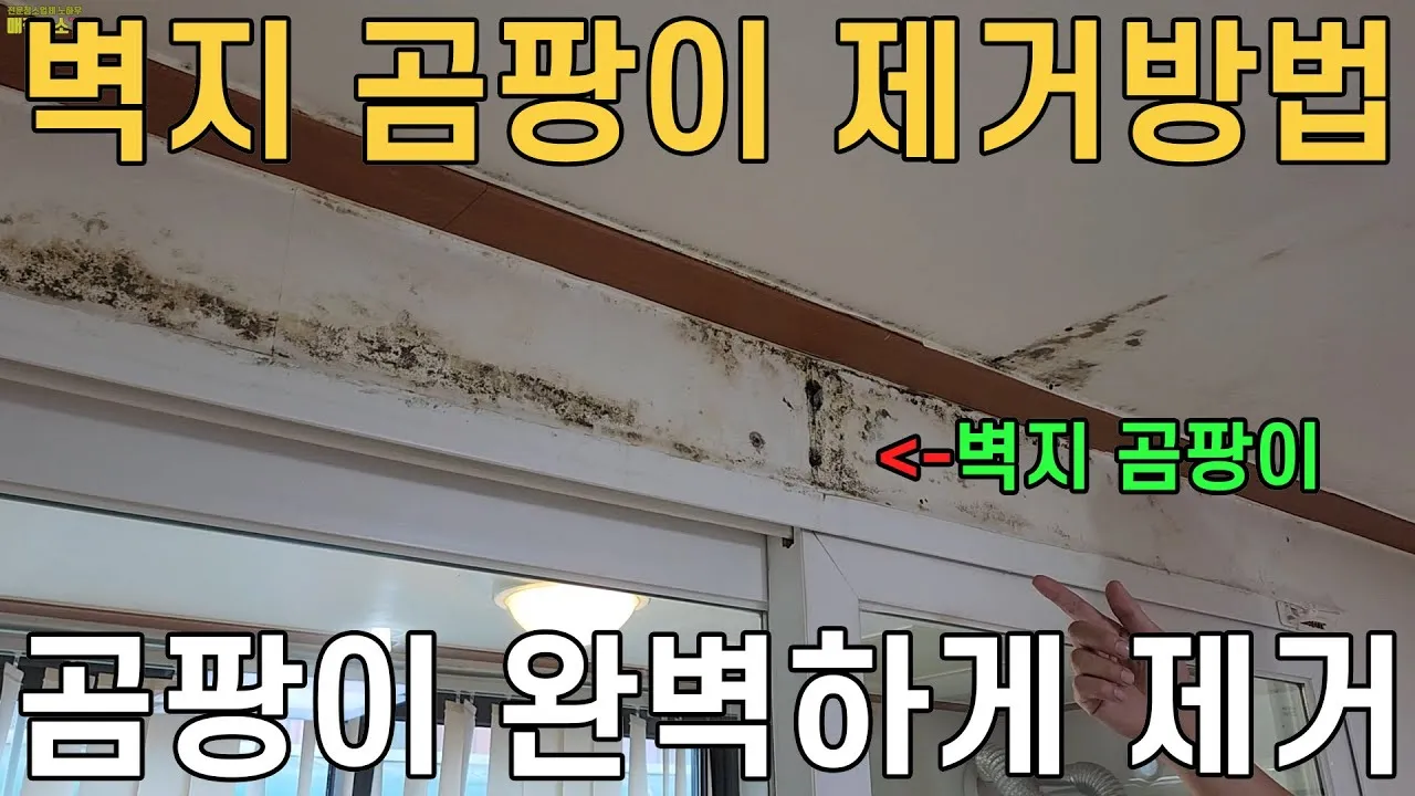 곰팡이 제거 방법 방지 페인트 냄새 없애기_7