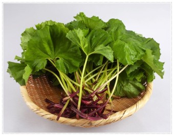 머위 효능 5가지 부작용 머위 데치기는 방법 양념장 뿌리 머위잎 머위즙