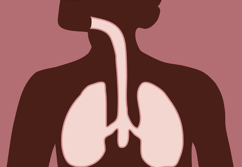 인체장기 호흡기 관련