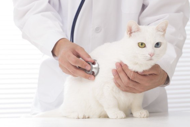 흰 고양이와 병원.