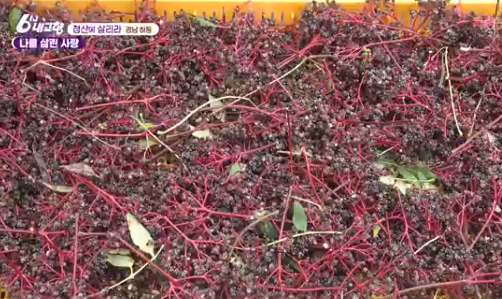 하동 산초 열매