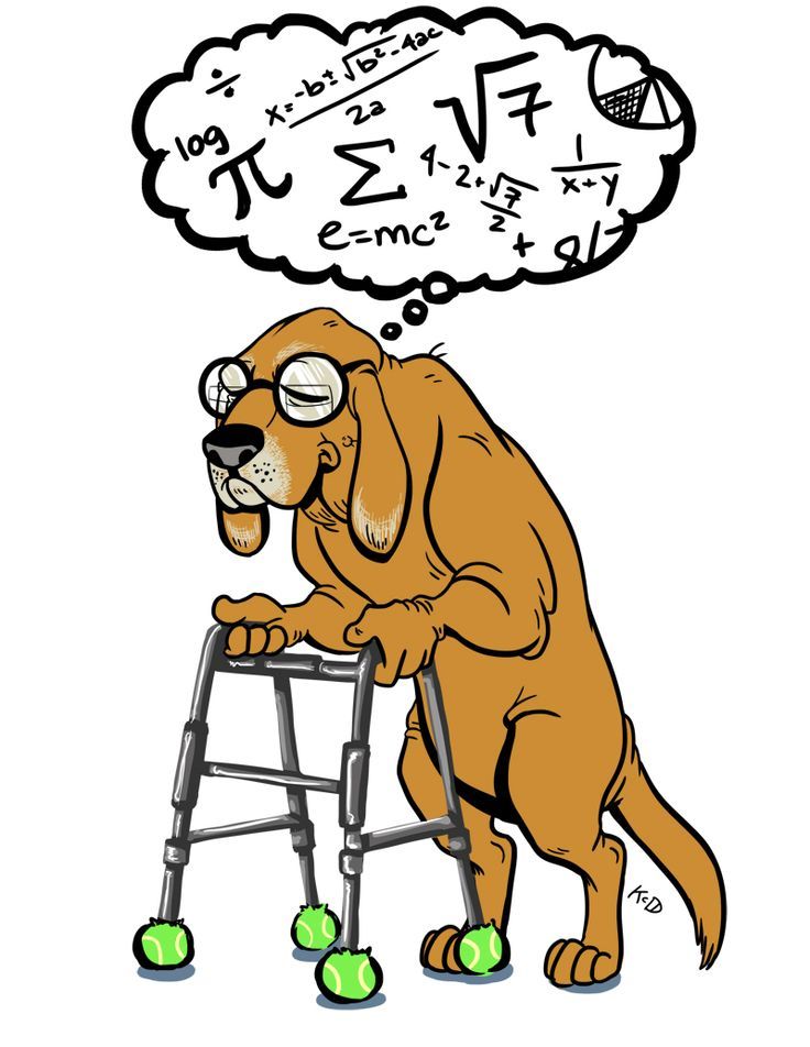 힘겨운 노령견의 여름 이미지