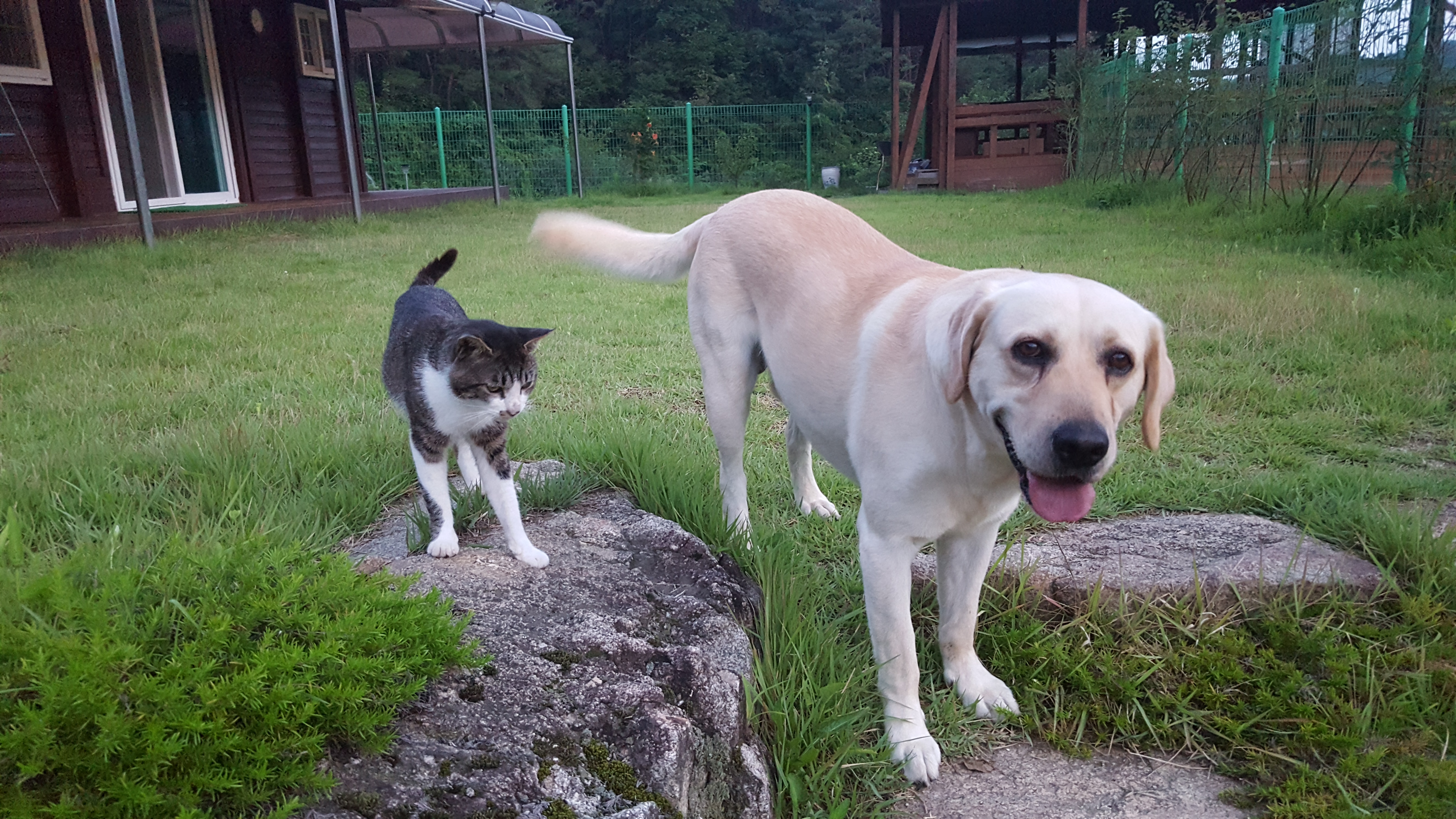 개와 고양이는 친해질 수 있다! 환상의 짝꿍 만드는 비법 대공개 관련 사진