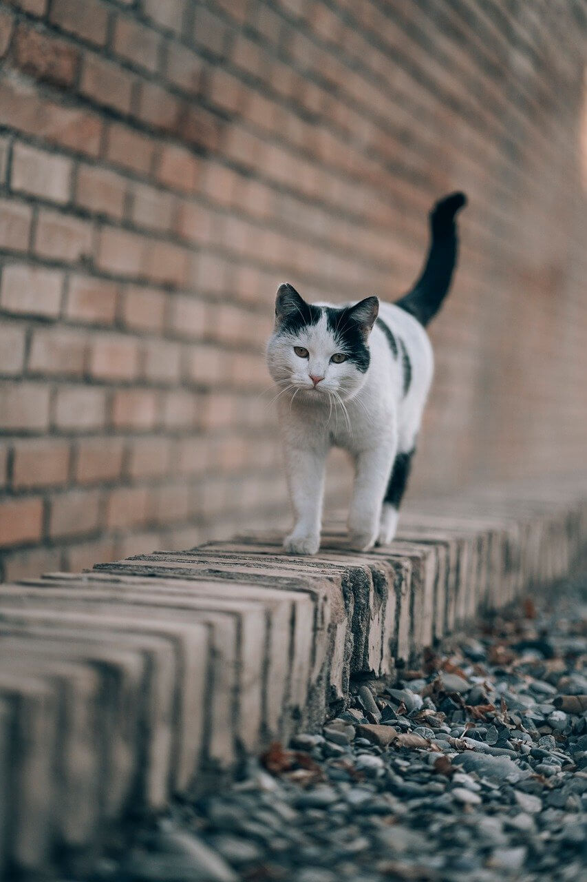 길냥이 밥 주면 법에 걸릴까? &mdash; 길고양이 급식소의 현실과 법적 기준