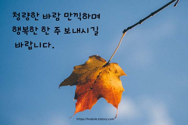 낙엽이-하나-대롱-대롱