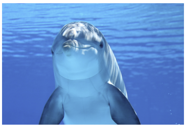 돌고래 – 바다의 천재, 인간과 교감하는 포유류