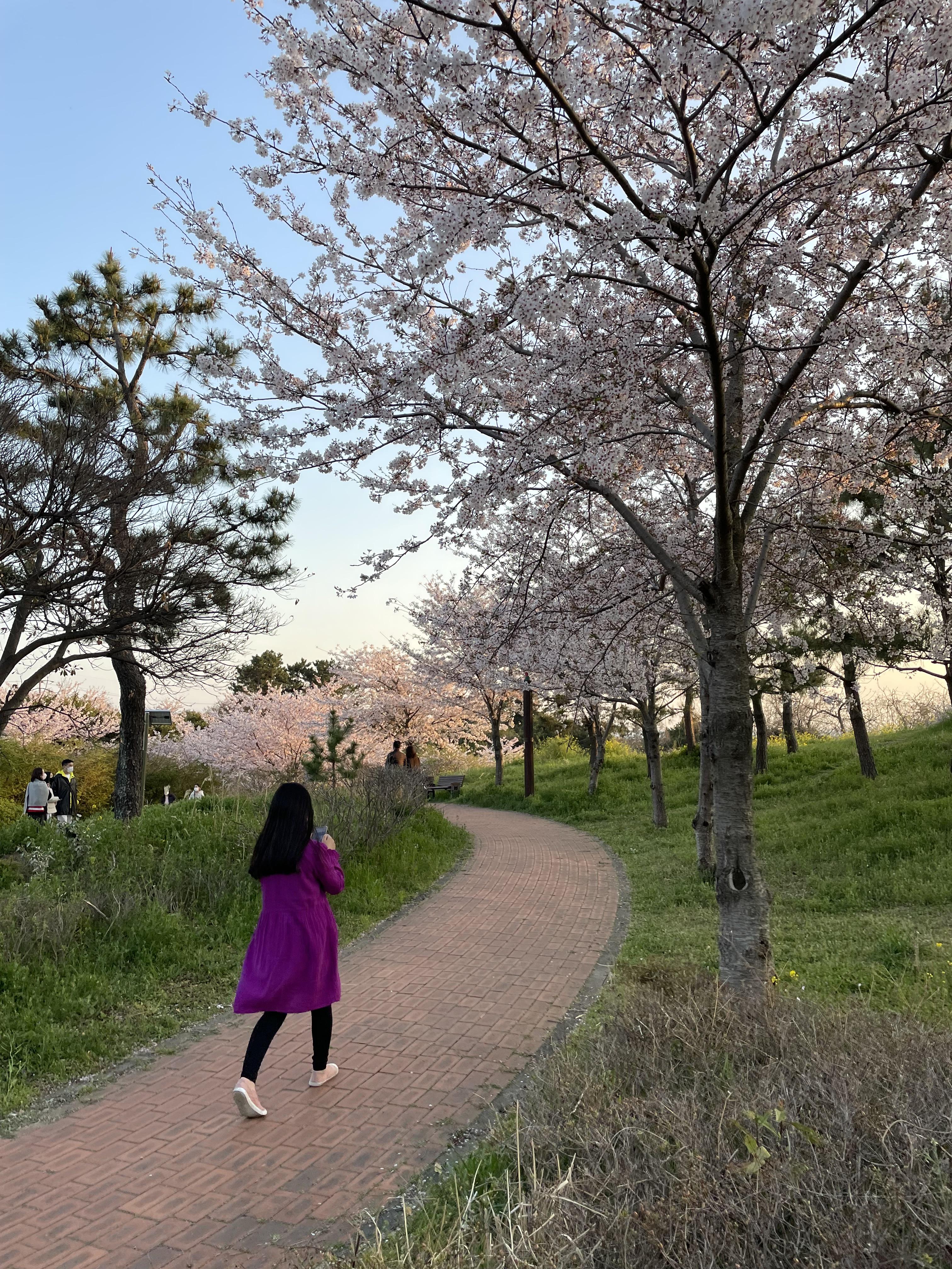 예래생태공원_벚꽃