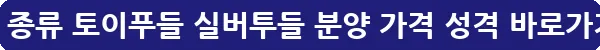 푸들 종류 토이푸들 실버투들 분양 가격 성격_11