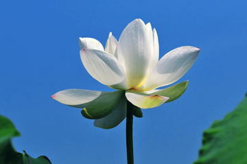 무안 연꽃축제