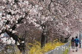 2024 정읍 벚꽃 축제 기본일정과 프로그램 내용 소개