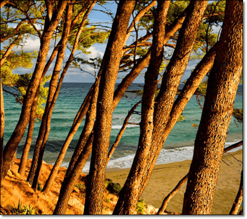 프랑스 해안가 해송 