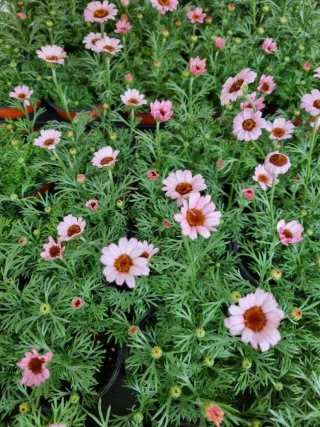 춘절국화 이미지 사진