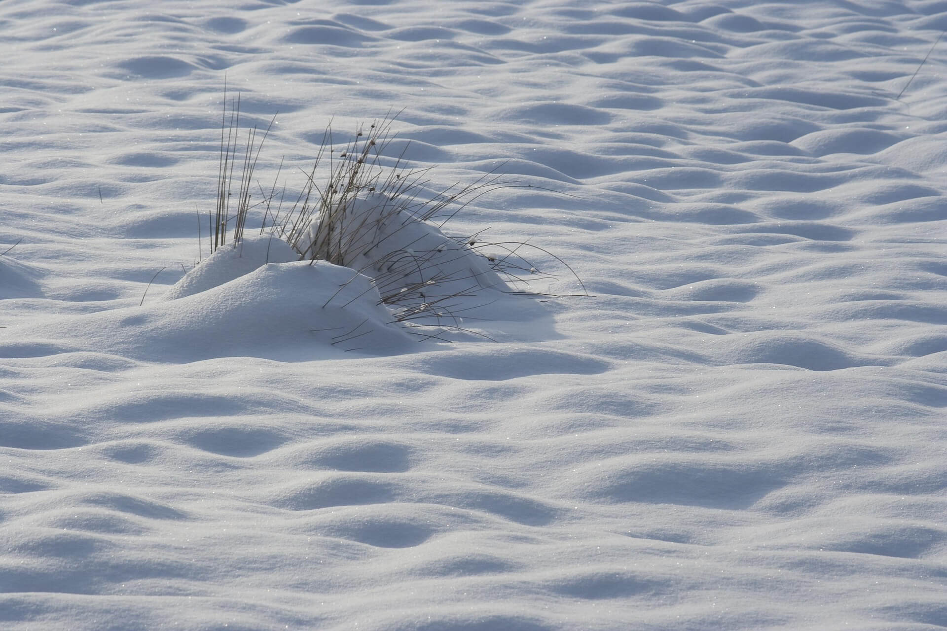 툰드라 서식지 보전이 중요한 이유: 멸종위기 동식물 관점 정리