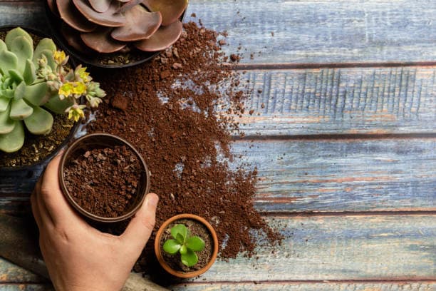 다육이 흙 배합 완전정복