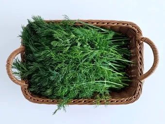 딜 재배 파종 간격 화분 키우기 잎과 씨앗 활용_3