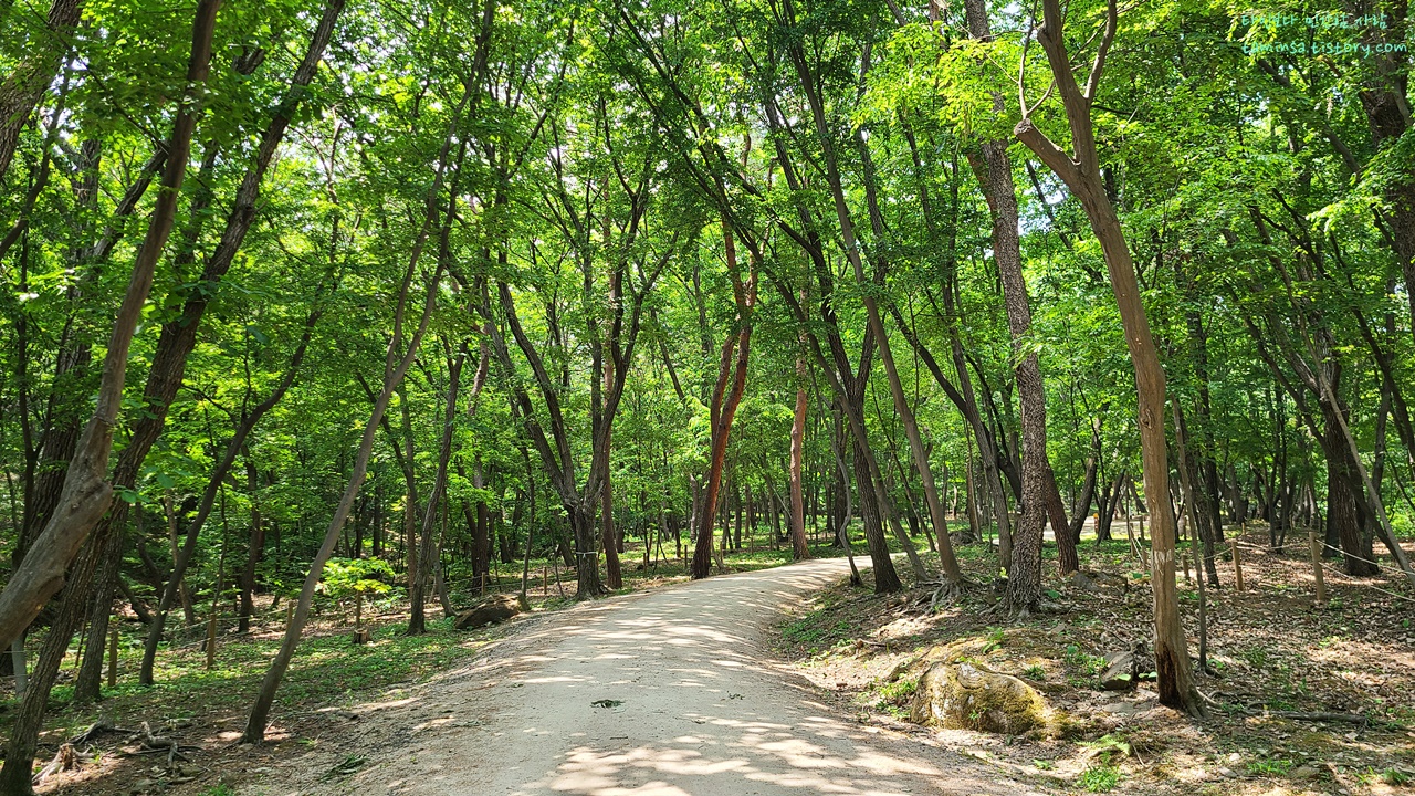 동구릉숲길