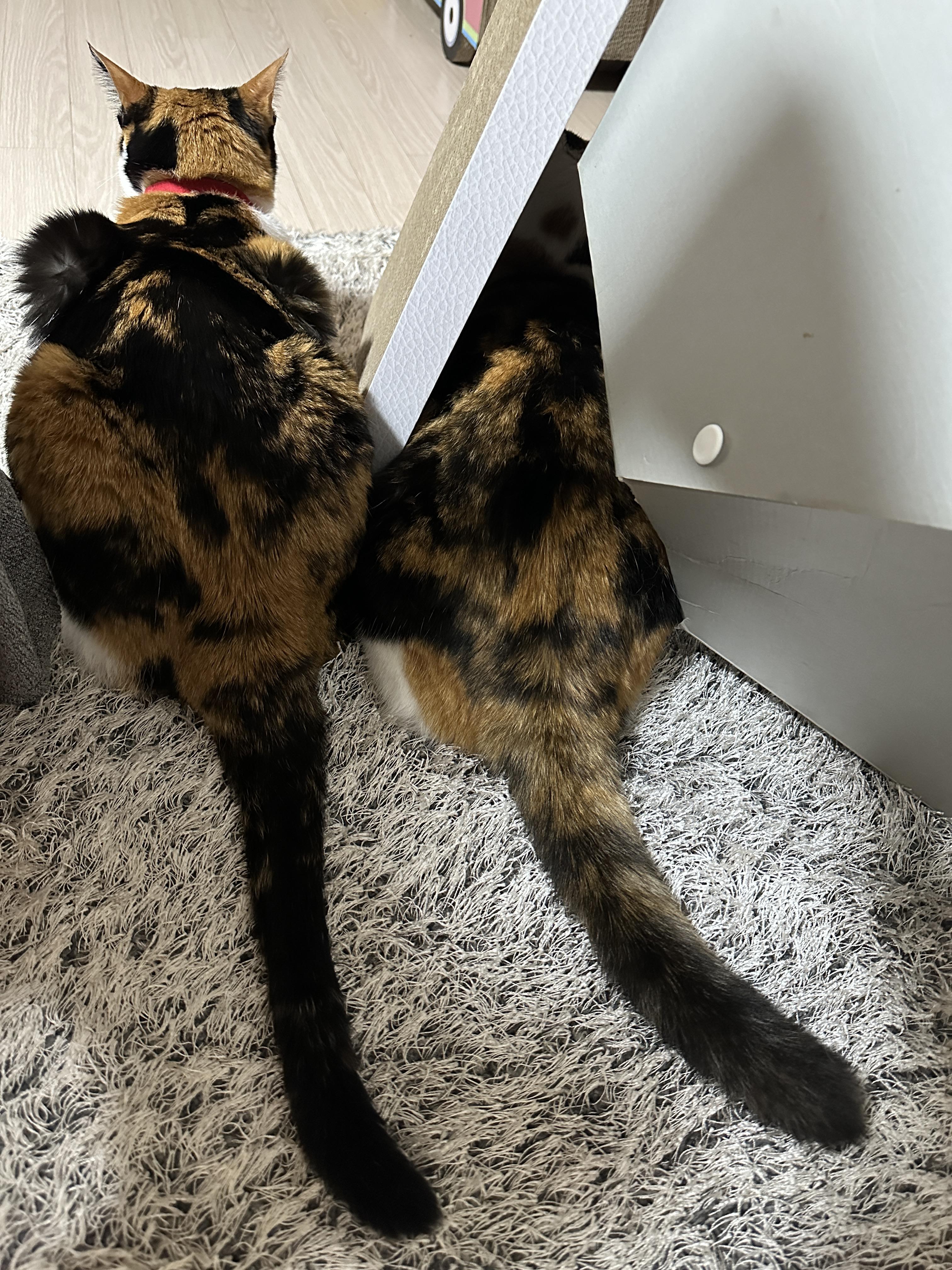 삼색이_고양이들의_나란한_뒤태