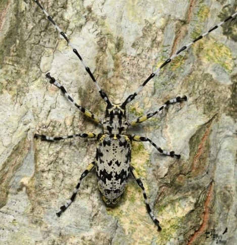 하늘소의 모든 것 관련 이미지