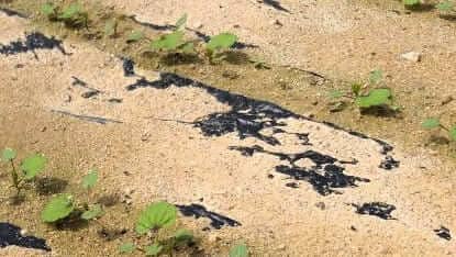 아욱재배-생장모습-솎아주기