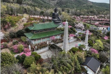 강진 서부해당화 봄꽃 축제