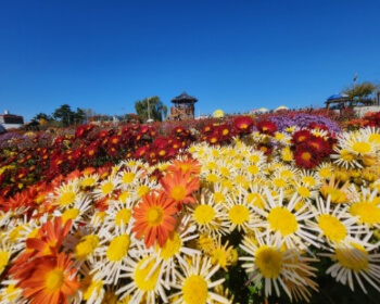 서산 국화축제_33