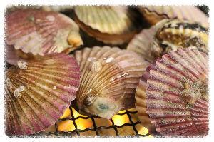 삼천포거북이조개포차