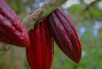 카카오닙스 효능