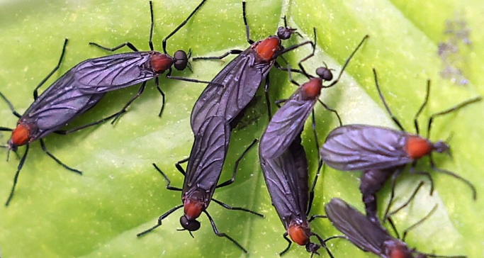 계양산을 점령한 러브버그?! 갑자기 쏟아진 이 벌레의 정체와 퇴치법 총정리