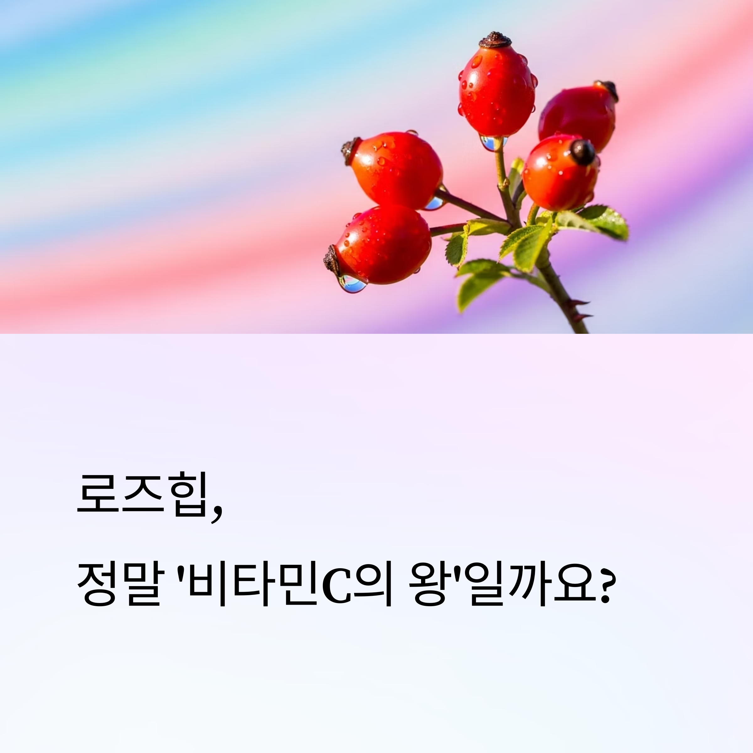 로즈힙, 정말 '비타민C의 왕'일까요?