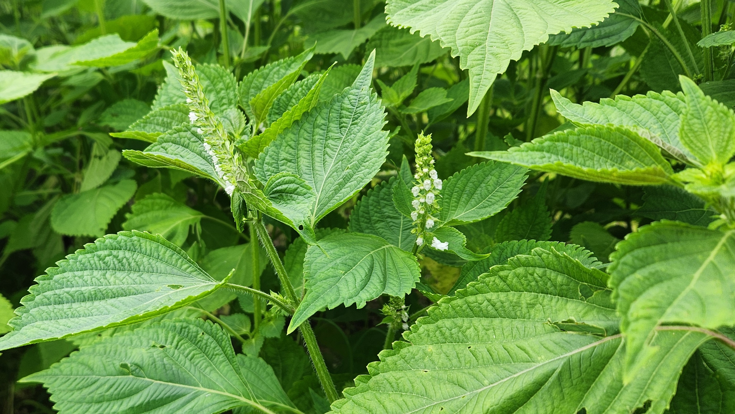 꽃이 막 올라오기 시작한 들깨밭
