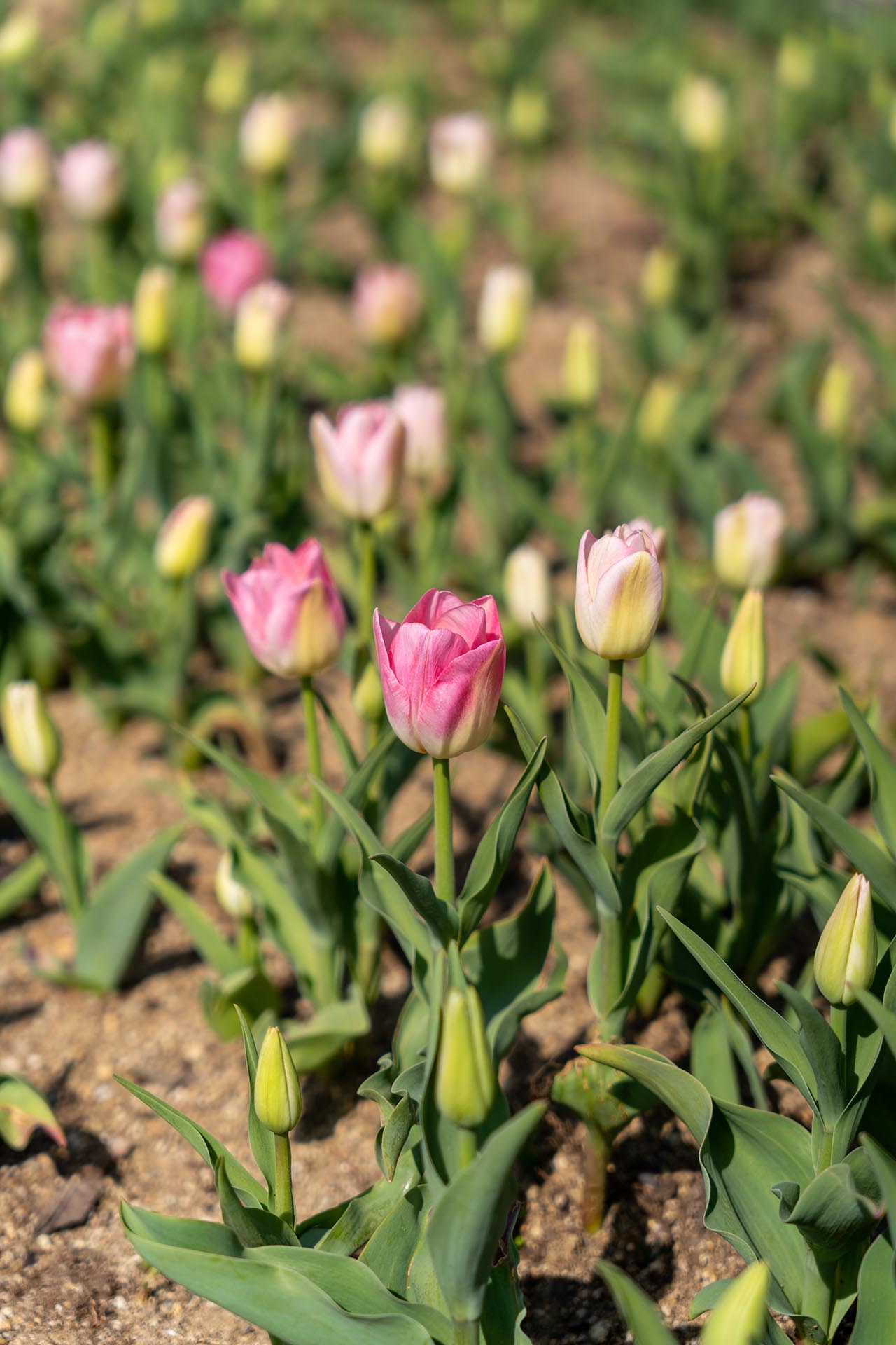 송해공원 주차장 옆 화단