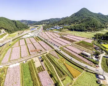 하동 북천 코스모스 메밀꽃 축제_10