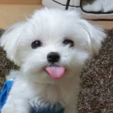 구글 말티즈 이미지 말티즈사진